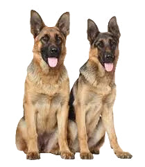 German Shepherd Standing Dog 4.5ft