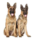 German Shepherd Standing Dog 4.5ft