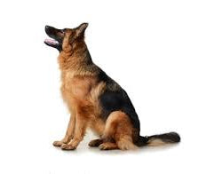 German Shepherd Standing Dog 4.5ft